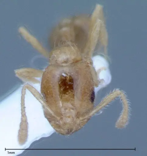 Monomorium laeve - FOCOL0050-1