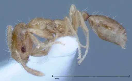 Monomorium laeve - FOCOL0050-1