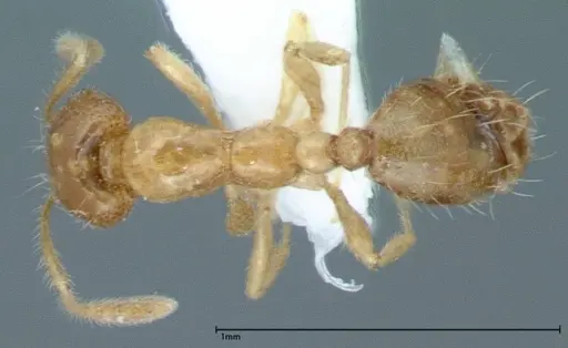 Monomorium laeve - FOCOL0050-2