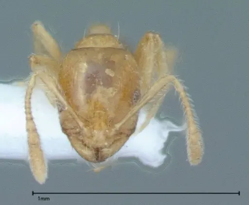 Monomorium laeve - FOCOL0050-2