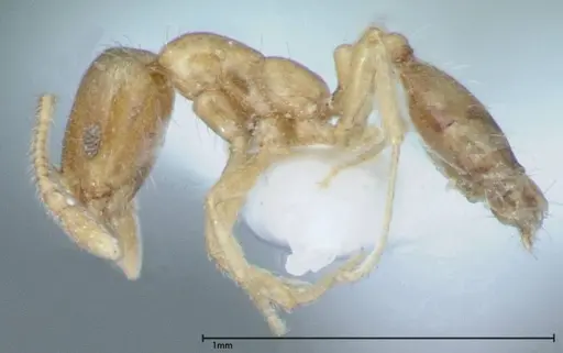 Monomorium laeve - FOCOL0050-2