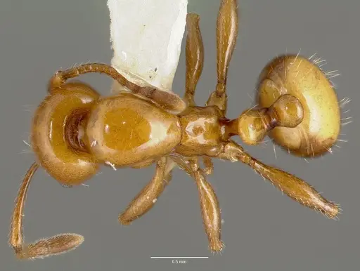 Monomorium latastei specimen