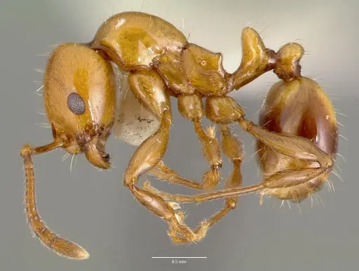 Monomorium latastei specimen