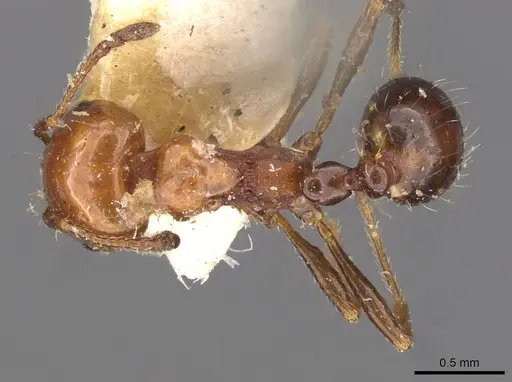 Monomorium leda specimen