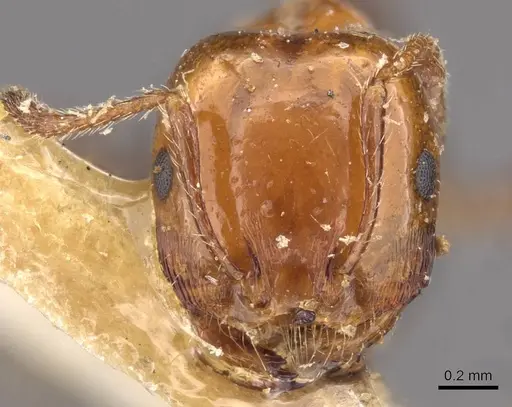 Monomorium leda specimen