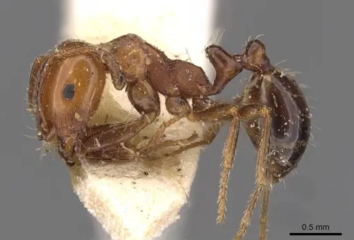 Monomorium leda specimen