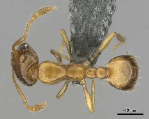 Monomorium lene specimen