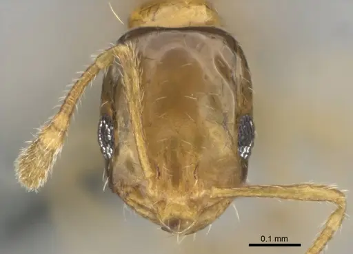 Monomorium lene specimen