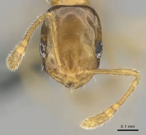 Monomorium lene specimen