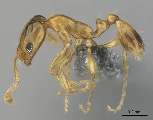 Monomorium lene - CASENT0812341