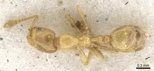 Monomorium lene - CASENT0902254