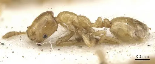 Monomorium lene - CASENT0902254