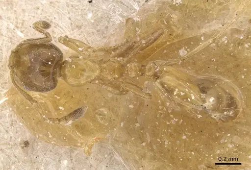 Monomorium lene - CASENT0913811