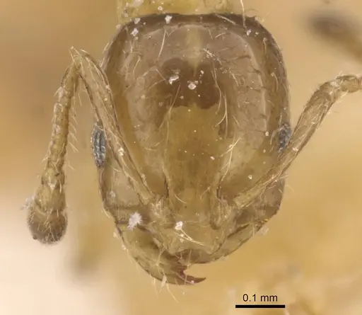 Monomorium lene - CASENT0913811