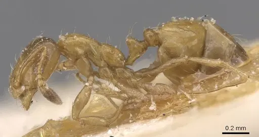 Monomorium lene - CASENT0913811