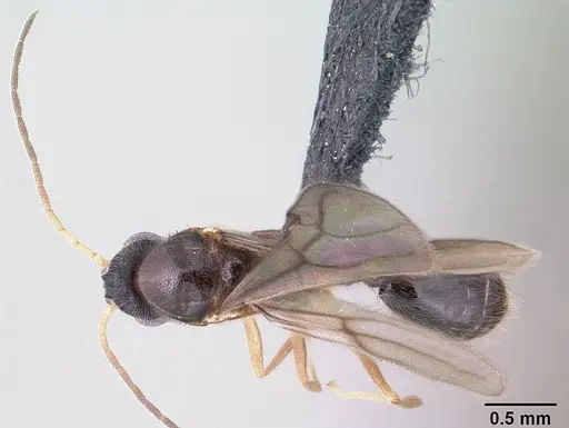 Monomorium lepidum specimen
