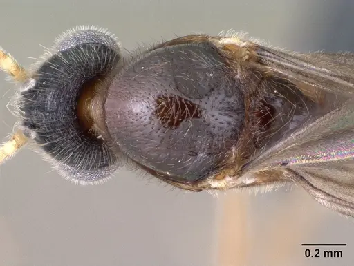 Monomorium lepidum specimen