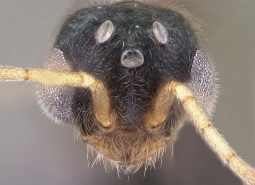 Monomorium lepidum specimen