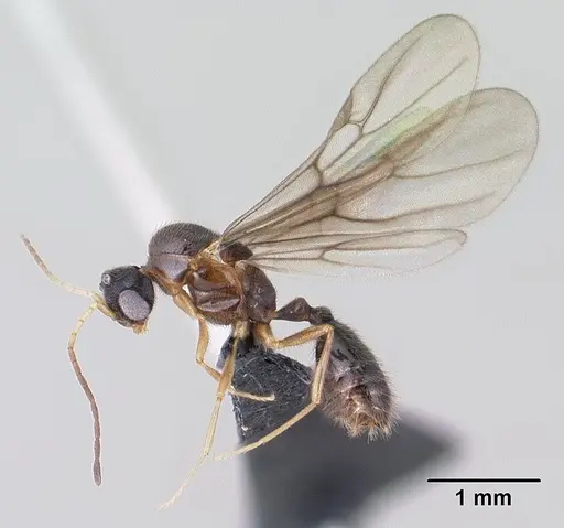 Monomorium lepidum - CASENT0144970