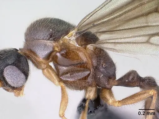 Monomorium lepidum - CASENT0144970