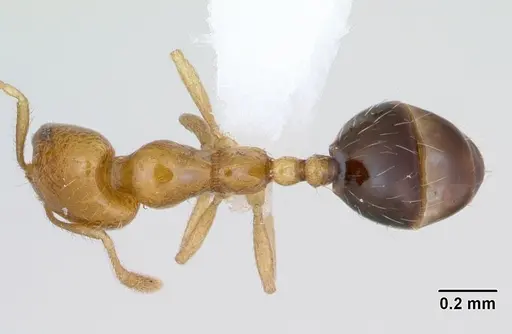 Monomorium lepidum - CASENT0442208