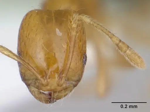 Monomorium lepidum - CASENT0442208