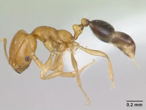 Monomorium lepidum - CASENT0442208