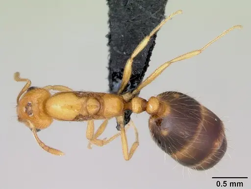 Monomorium lepidum - CASENT0486606