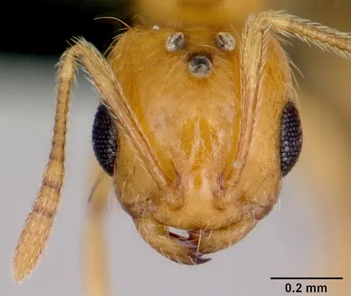 Monomorium lepidum - CASENT0486606