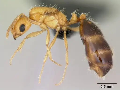 Monomorium lepidum - CASENT0486606
