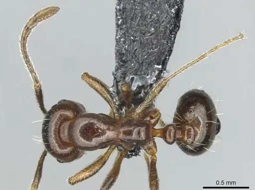 Monomorium libanicum specimen