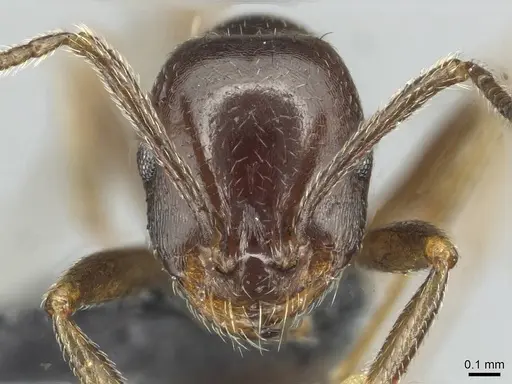 Monomorium libanicum specimen