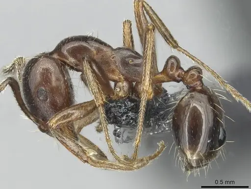 Monomorium libanicum specimen
