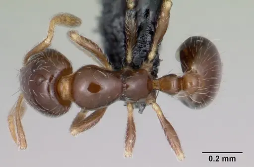 Monomorium liliuokalanii specimen