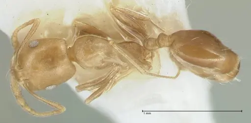 Monomorium lindbergi specimen
