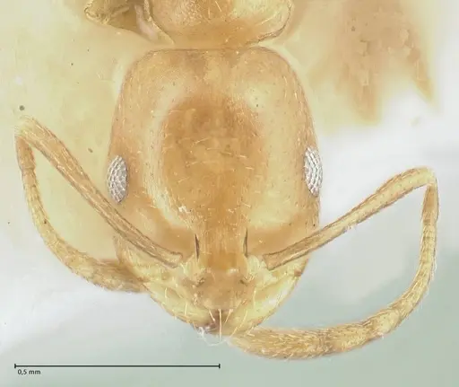 Monomorium lindbergi specimen