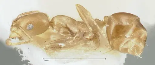Monomorium lindbergi specimen