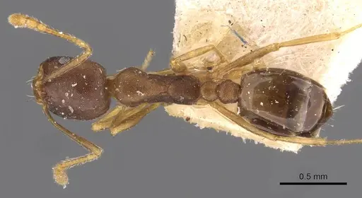 Monomorium longi specimen