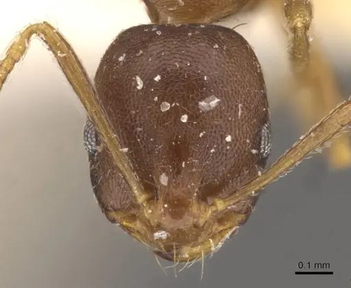 Monomorium longi specimen