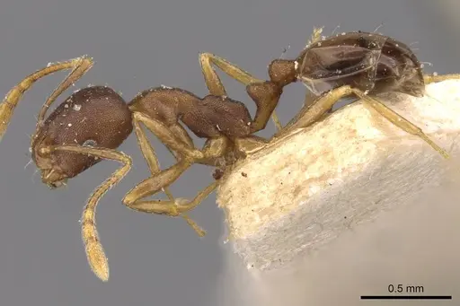 Monomorium longi specimen