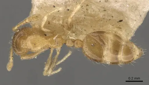 Monomorium luisae specimen