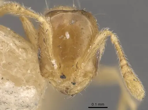 Monomorium luisae specimen