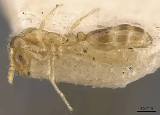 Monomorium luisae specimen