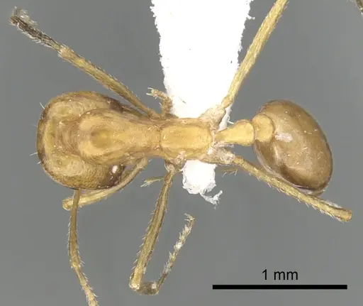 Monomorium luteum specimen