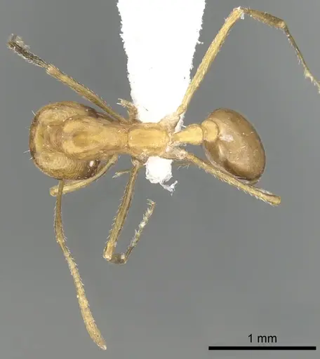 Monomorium luteum specimen