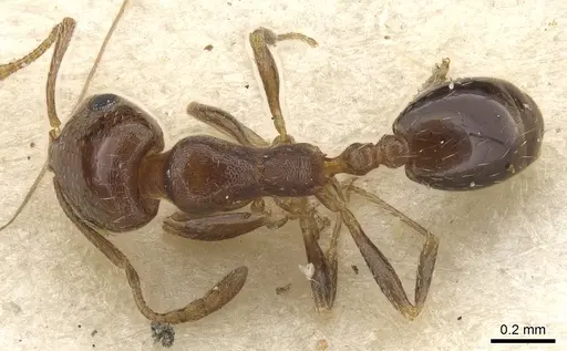 Monomorium macrops specimen
