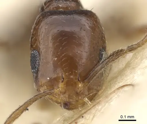 Monomorium macrops specimen