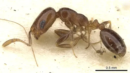 Monomorium macrops specimen