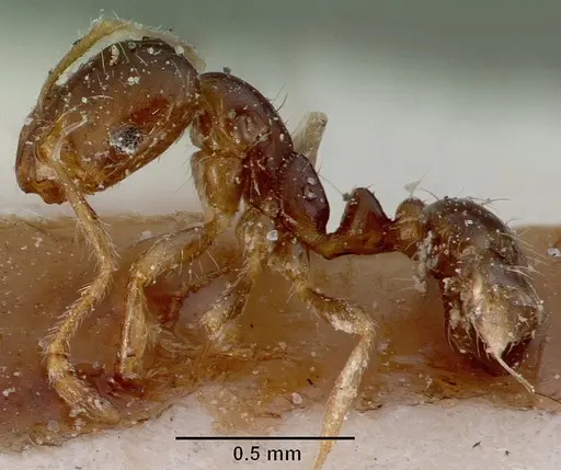 Monomorium madecassum specimen