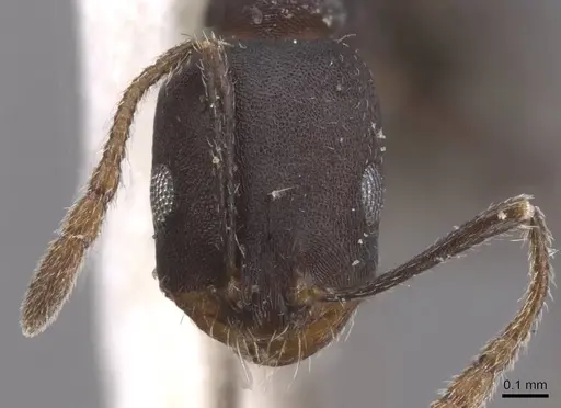 Monomorium mahyoubi specimen